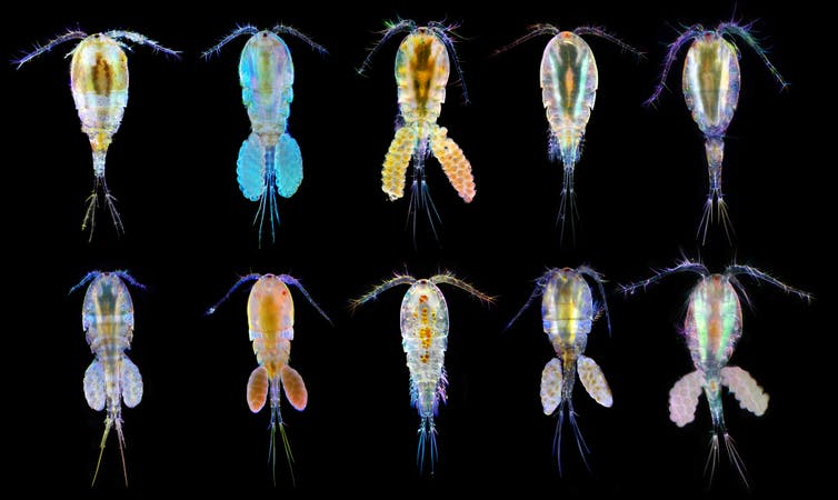 Stygo Stygofauna – keeping groundwater clean for 200 million years. – Healthy ...